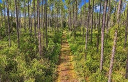 DOC SMITH Road, BRONSON, FL 32621
