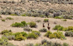 3986 County Road 103, Craig, CO 81625