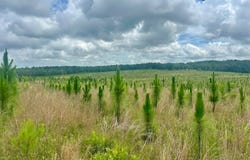 0 Hwy 131, Clayton, AL 36016