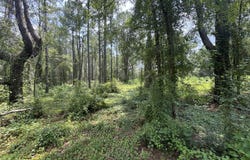 Plantation Lane lot: 14, DeFuniak Springs, FL 32433