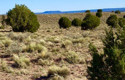 River Meadows Ranch Unit 3 Lot 204, Concho, AZ 85924