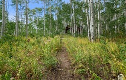 5485 N PINECONE Rd, Midway, UT 84049