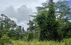 LEHUA RD, Pahoa, HI 96778