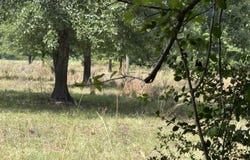 Kelley Ln, Tatum, TX 75691