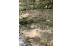 Pleasant Point, Mount Ida, AR 71957