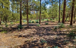5558 High Drive, Lakeside, AZ 85929