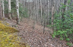 70 Canvasback Ct, Whittier, NC 28789