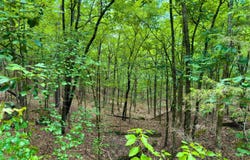 Ember Road, Shirley, AR 72153