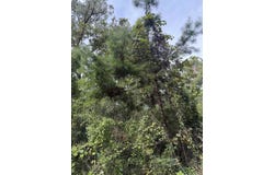 Rochelsie Road, Crawfordville, FL 32327