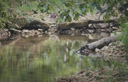 Cedar Gap Central Lane, Mansfield, MO 65704