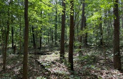 Parker City Rd, Creal Springs, IL 62922