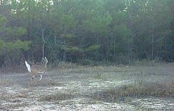 Forestry Rd 356, Beaumont, MS 39423