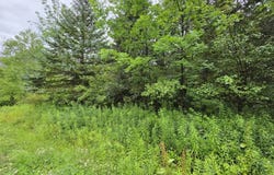 L28.03 Halbert Hill Rd, Butternuts, NY 13809