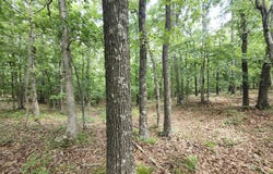 Blackberry Drive, Summersville, MO 65571