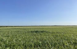 4643 County Rd 267, Snyder, TX 79549