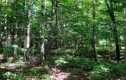 1.1 Trout Run Dr, Altmar, NY 13302