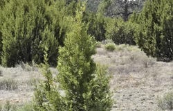 7434 N Elk Run Trail, Williams, AZ 86046