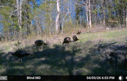 N State Highway 125, Bradleyville, MO 65614