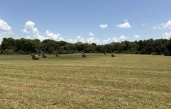 Wallace Mill Rd, Leighton, AL 35646