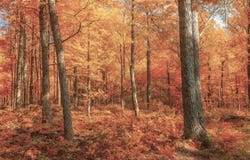 Power Line Road lot: Parcel 9, Iron River, WI 54847