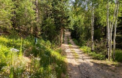 Twin Spruce Rd, Golden, CO 80403