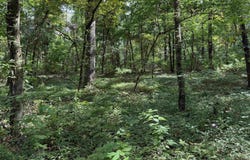 County Road 2291, Hartman, AR 72840