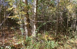 County Road 378, Covert, MI 49043