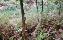 Flanders Hill Road, Windsor, NY 13865