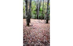 County Route 312, Coeymans, NY 12045