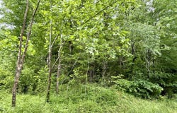 1350 Owens Branch Road, Dunnville, KY 42528