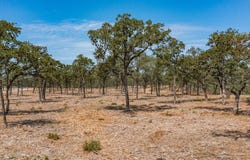 Choate lot: 12, Bowie, TX 76230