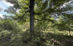 165 Merdian Road, Philippi, WV 26416