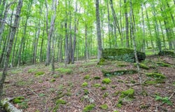 126 Mountainside Road, Davis, WV 26260