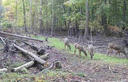 Lange Road, Bridgeport, MI 48722