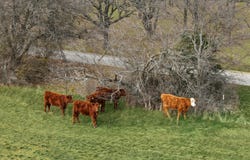 Fm 4, Jacksboro, TX 76458