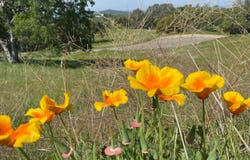 Buggy Whip Dr., Coarsegold, CA 93614