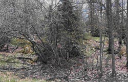 TBD AL COUNTY ROAD, CHAMPION, MI 49814