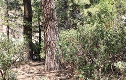 8 Big Rock Drive, Idyllwild, CA 92549