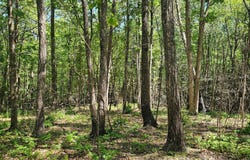 Bluffview Dr, Dunlap, TN 37327