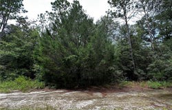 NE 155TH Court, WILLISTON, FL 32696