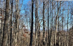 Highland Trail (Lot 7), Grassy Creek, NC 28631