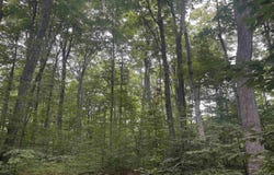 S Hemlock Road, Cedar, MI 40621