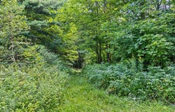 Mountain View Road, Warren, VT 05674