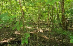 Cedar Drive lot: 401, Sparta, GA 31087