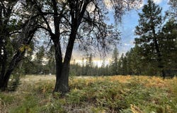 Forest Road, McCloud, CA 96057