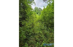 36 Acres Clairmont Springs Road, Lineville, AL 36266