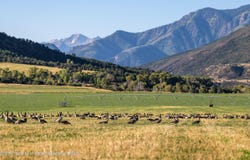 1625 Prince Creek Road, Carbondale, CO 81623
