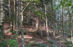 Harvey Bridge Rd, Cold Brook, NY 13324