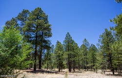 5330 E Nordica Loop, Flagstaff, AZ 86004