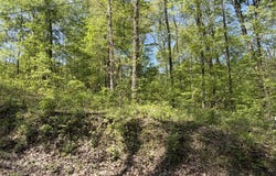 Straight Line Road, Coal City, IN 47427